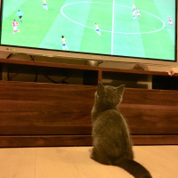 British Shorthair, Kedi  KÜLLÜ fotoğrafı