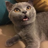 British Shorthair, Kedi  KÜLLÜ fotoğrafı
