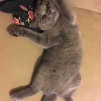 British Shorthair, Kedi  KÜLLÜ fotoğrafı