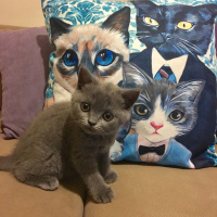 British Shorthair, Kedi  KÜLLÜ fotoğrafı