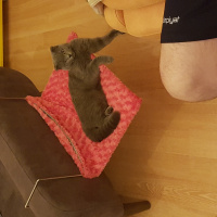 Scottish Fold, Kedi  Maşa fotoğrafı