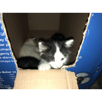 Soke, Kedi  Pisican fotoğrafı