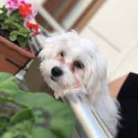 Maltese, Köpek  şira fotoğrafı