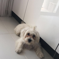 Maltese, Köpek  şira fotoğrafı