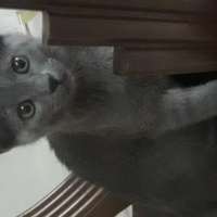 Mavi Rus, Kedi  Duman fotoğrafı