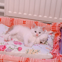Van Kedisi, Kedi  Prens bey fotoğrafı
