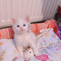 Van Kedisi, Kedi  Prens bey fotoğrafı