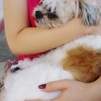 Shih Tzu, Köpek  Maşa fotoğrafı