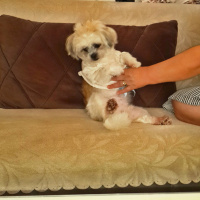 Shih Tzu, Köpek  Maşa fotoğrafı