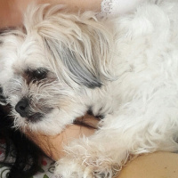 Shih Tzu, Köpek  Maşa fotoğrafı