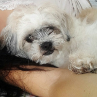 Shih Tzu, Köpek  Maşa fotoğrafı
