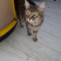 Tekir Kedi, Kedi  duman fotoğrafı