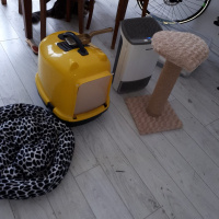Tekir Kedi, Kedi  duman fotoğrafı