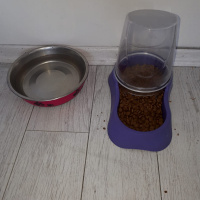 Tekir Kedi, Kedi  duman fotoğrafı