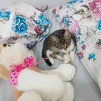 Tekir Kedi, Kedi  Topak fotoğrafı