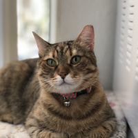 Scottish Fold, Kedi  Müco fotoğrafı