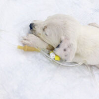 Sokö (Sokak Köpeği), Köpek  Amor fotoğrafı