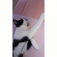 Tekir Kedi, Kedi  Gofret fotoğrafı