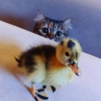 Tekir Kedi, Kedi  zeytin fotoğrafı