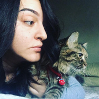 Tekir Kedi, Kedi  zeytin fotoğrafı