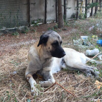 Kangal, Köpek  Toprak fotoğrafı