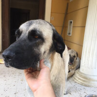 Kangal, Köpek  Toprak fotoğrafı