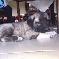 Kangal, Köpek  Toprak fotoğrafı