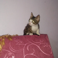 Tekir Kedi, Kedi  Pati fotoğrafı