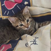 Tekir Kedi, Kedi  minik fotoğrafı