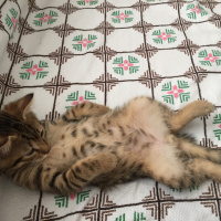 Tekir Kedi, Kedi  minik fotoğrafı