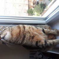 Tekir Kedi, Kedi  Mia fotoğrafı