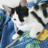 Tuxedo (Smokin) Kedi, Kedi  Nomu fotoğrafı