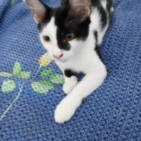 Tuxedo (Smokin) Kedi, Kedi  Nomu fotoğrafı