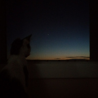 Tuxedo (Smokin) Kedi, Kedi  Nomu fotoğrafı