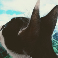 Tuxedo (Smokin) Kedi, Kedi  Nomu fotoğrafı