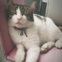 Tekir Kedi, Kedi  Zeytin fotoğrafı