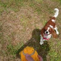 Cavalier King Charles Spanieli, Köpek  tomris izmir  fotoğrafı