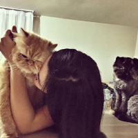 İran Kedisi (Persian), Kedi  FLASH fotoğrafı
