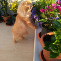 İran Kedisi (Persian), Kedi  FLASH fotoğrafı