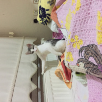 Tekir Kedi, Kedi  Gofret fotoğrafı
