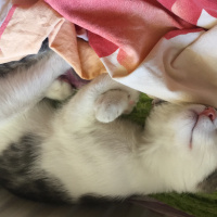 Tekir Kedi, Kedi  Gofret fotoğrafı