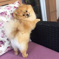 Pomeranyalı, Köpek  Minik fotoğrafı