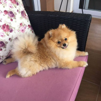 Pomeranyalı, Köpek  Minik fotoğrafı