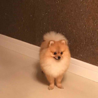 Pomeranyalı, Köpek  Minik fotoğrafı