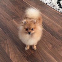 Pomeranyalı, Köpek  Minik fotoğrafı