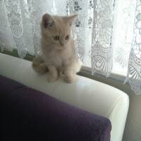 Scottish Fold, Kedi  Köpük fotoğrafı