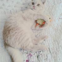 Scottish Fold, Kedi  Köpük fotoğrafı