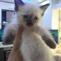 British Shorthair, Kedi  Bebek fotoğrafı