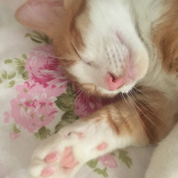 Tekir Kedi, Kedi  Teddy fotoğrafı