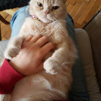 British Shorthair, Kedi  Lokum fotoğrafı